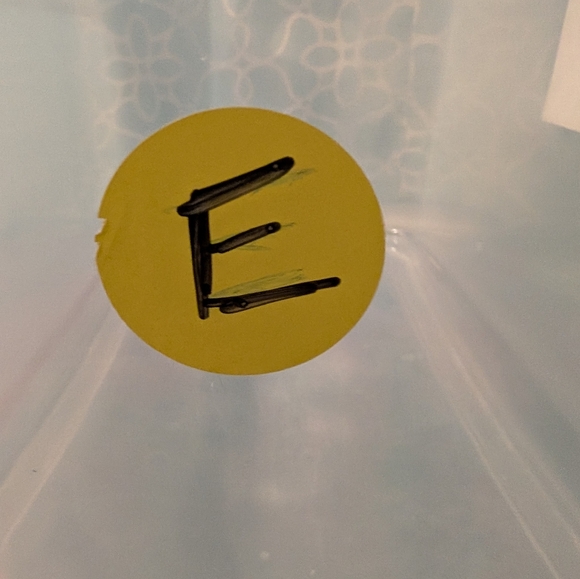 Ms. Teddy Bear Plush NWT - Picture 4 of 4